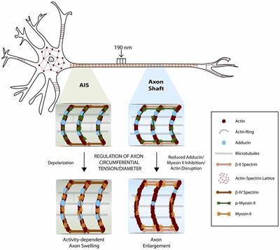 The Regulation of Axon Diameter: From Axonal Circumferential Contractility to Activity-Dependent Axon Swelling